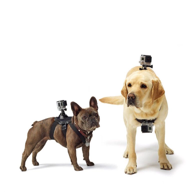 1 x Hundegeschirr für Action Cam GoPro SJCAM für 8,19 Euro ...